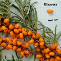Sazenice rakytník řešetlákový Elizaveta odrůda - kelímek 9x9 - Adavo